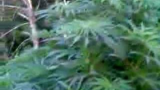 MK ULTRA OUTDOORS