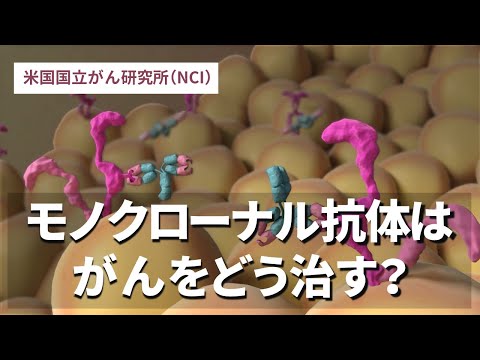 モノクローナル抗体はがんをどう治す？／米国国立がん研究所（NCI）