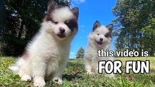 Funny scenes of husky dogs and puppies | They are crazy!