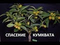 Спасение кумквата. Кумкват из Оскар Тинтори. Сохнут ветки и опадают листья