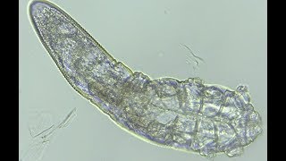 Constant Companions California Academy Of Sciences