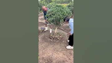 Practical Trick: Tree Digging Without Root Damage