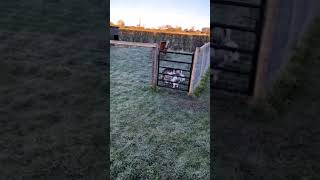 parkour goat. unstoppable?