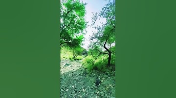 تلاوة فوق الوصف للشيخ عبد الله الموسى