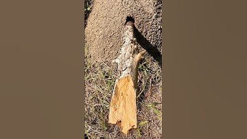 Uncovering a Massive Fire Ants