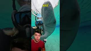 Se você ver um peixe boi se aproximando não tenha medo #peixe #mar #animais