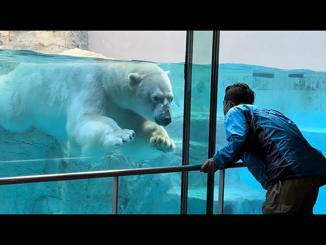 New Polar Bear Cub!  Toledo Zoo 