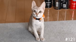 Cute little kitten that wants to play and talks to me over and over!【Singapura】