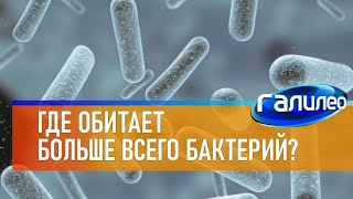 Галилео 🦠 Где Обитает Больше Всего Бактерий?