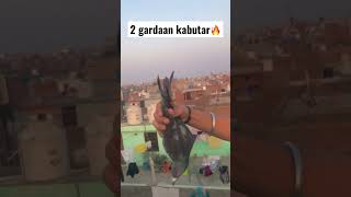 Sehdi k gardaan kabutar pakde🔥 #short #foryou #viral #petsvlog