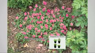 Roberta's 4-pc. Great Galloping Growing Groundcover Collection with Dan Hughes