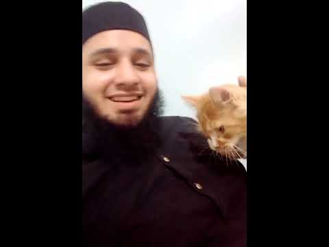 Cat Meowing ππ|| Funny Catsπ #youtubeshorts #short #shorts #catshorts #cutecat #cats #catmeowing