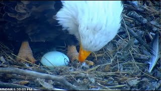 MN DNR  Eagles ~ Mom Lays Her 1st Egg! Congratulations! 💕💕 2.12.22