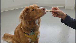 Étapes Faciles Pour Brosser Les Dents De Votre Chien Sans Stress