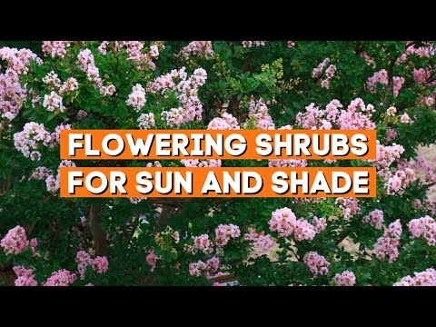 Wideo: Kwitnące żarówki na cień i słońce - żarówki pełne słońca i cienia