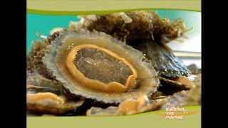 Η ΚΟΥΖΙΝΑ ΤΗΣ ΜΑΜΑΣ - ΑΛΛΟΝΗΣΟΣ - trailer