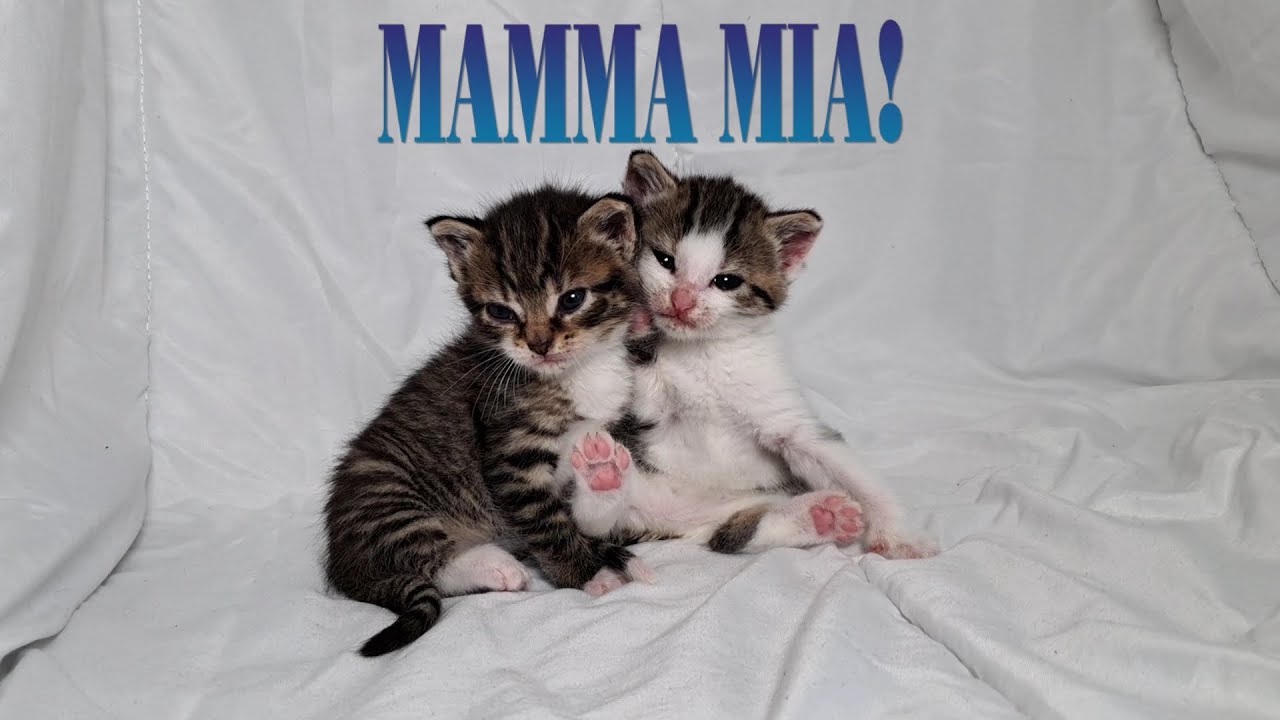 MiauwMiauw Mia | Kittens Sing "Mamma Mia"