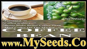 Coffee Coffea Arabica Seeds Brew Your Own Cup Of Java by   www. MySeeds.Co