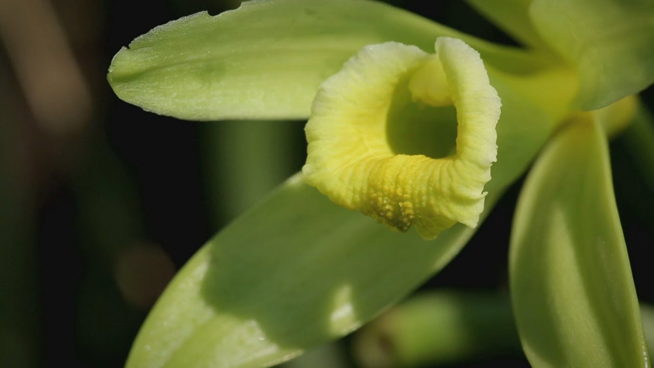 CHANEL SUBLIMAGE: the secrets of the cultivation & extraction ritual of the Vanilla Planifolia