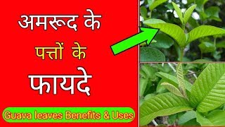 अमरूद के पत्तों के फायदे | Guava leaves Benefits |