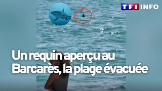Alerte au requin : une plage évacuée en urgence dans les Pyrénées-Orientales