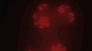 Sonification of a fractally purring valve