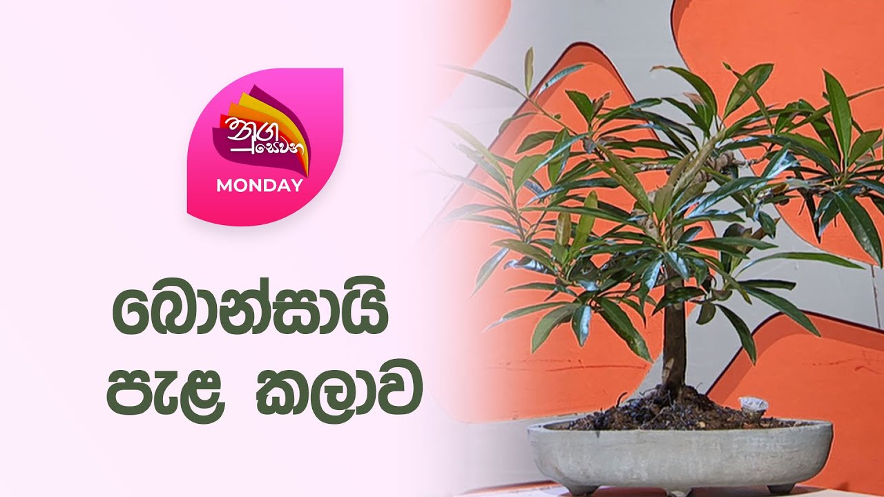 Nugasewana | Bonsai Art in Sri Lanka  | 2024-06-03 | Rupavahini