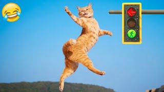 Try Not to Laugh 2024😁 New Funny Dog and Cat Video 😹🐶 Part 16