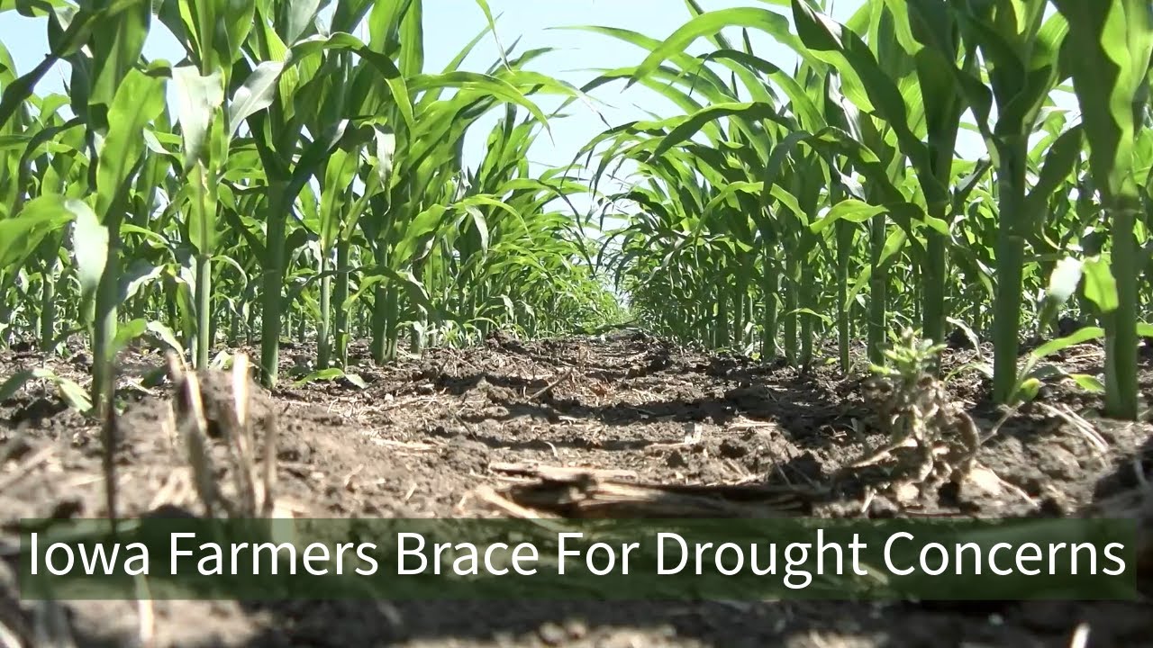 Iowa Farmers Brace for Drought Crisis: Critical Weeks Ahead to Save ...