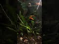Aquascape free download video