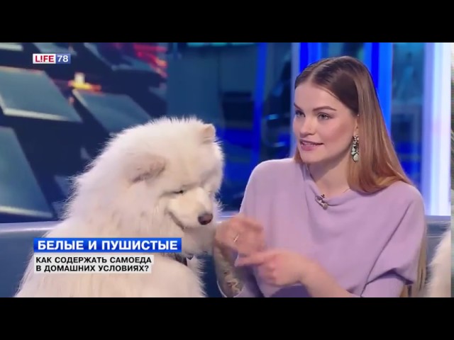 Белые и пушистые самоедские собаки!
