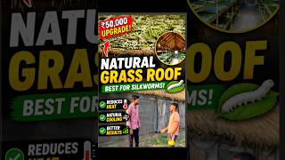 😳 Why Sericulture Farmers Choose Grass Roofs Over Sheets? 🐛#shorts