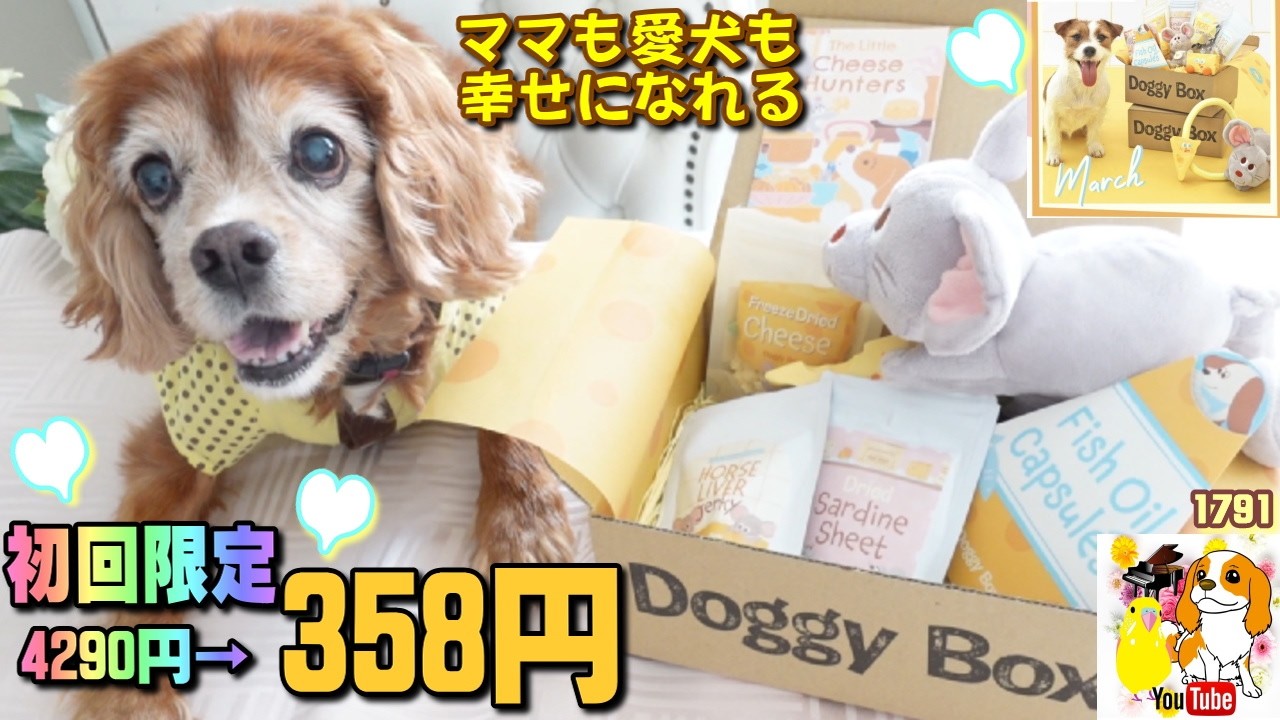 CAMP GEEKS About OLD OLDDOG<Silver ドギーボックスはシニア犬でも 