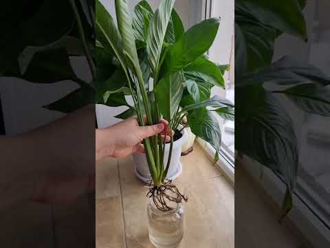 Video: Spathiphyllum Domino: nega rastlin