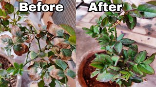 How to solve yellow Leaf Problem on Rose plant, how to save rose plant from dying