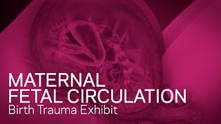 Maternal Fetal Circulation - Birth Trauma Animation - YouTube