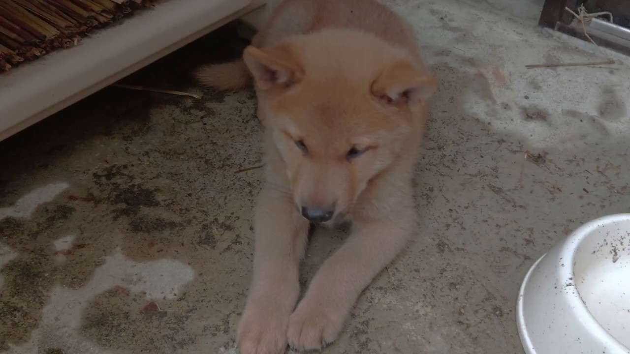 梓山犬が家に来た 車酔いから復活してきた Youtube 梓山犬が家に来た 車酔いから復活してきた Youtube