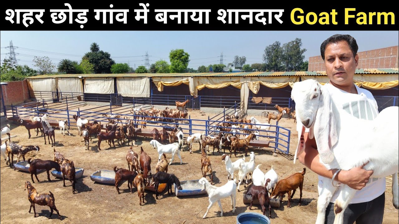 ऐसा शानदार बकरी फार्म आपने देखा नहीं होगा | Goat Farm Tour | Goat Farming
