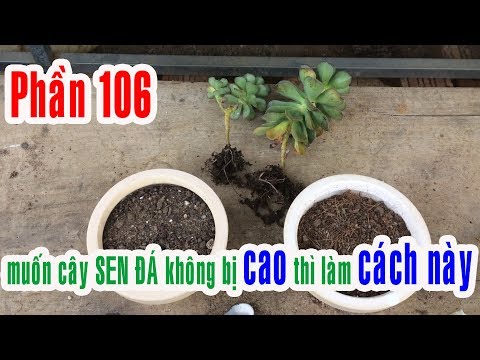 Video: Làm thế nào để bạn sửa chữa đá sa thạch bị hư hỏng?