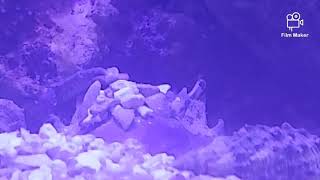 Pitho Crab Camouflage