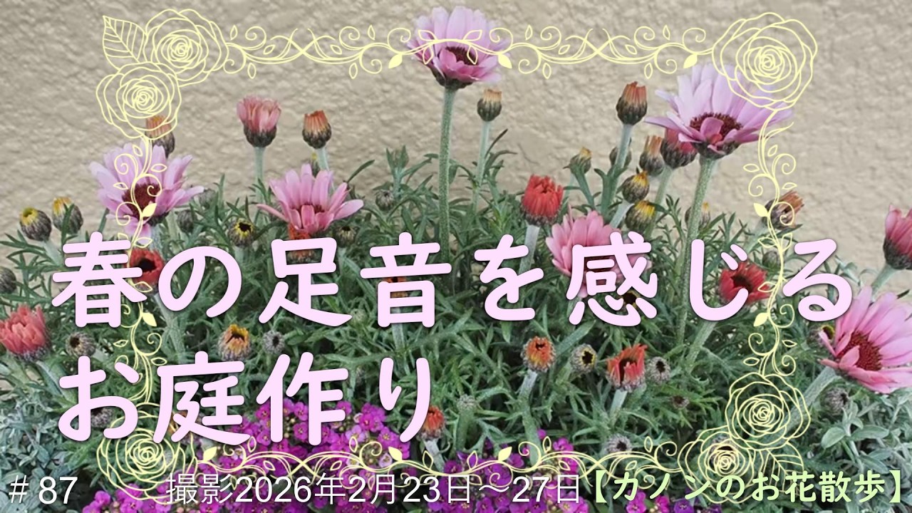 ＃87　お庭の花壇と通路沿いをアレンジ・手作り木製鉢カバー・栃木市『花之江の郷』春の訪れを告げるお花の観察散歩