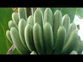 Lakatan Banana Packing Procedure