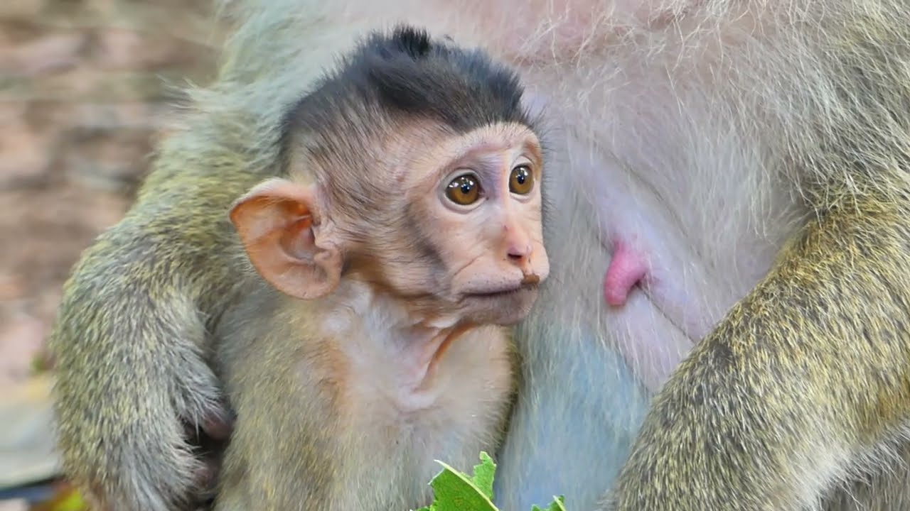 Baby of Briana monkey need a milk from mom but her don't want give to her baby.