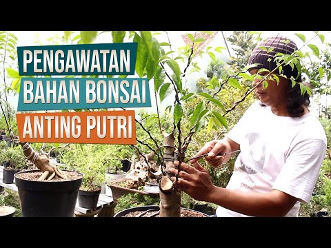 Cara Pengawatan Dan Pembentukan Awal Bahan Bonsai Anting Putri Bersama Mas Catur