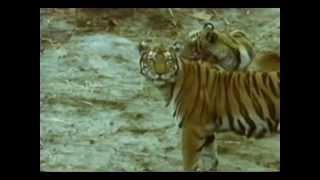 Predadores Selvagens - Tigre