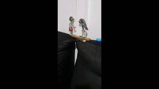 Miro and Tiro go back home