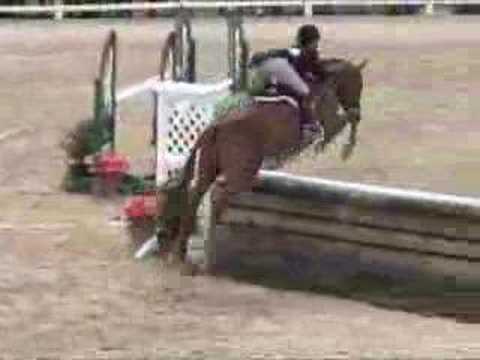 Devon Junior Hunter - Fernwalk & Taylor Ann Adams