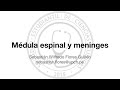 Médula espinal y meninges - Anatomía