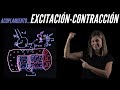 Acoplamiento excitación-contracción del músculo esquelético