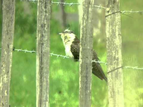 Coucou geai (Clamator glandarius) - Great Spotted Cuckoo 